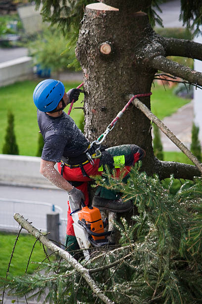 Trusted Centralia, IL  Tree Services Experts